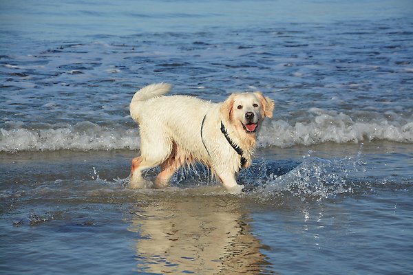 Bild på hund som badar; Använd sunt förnuft när du badar med din hund i sommar